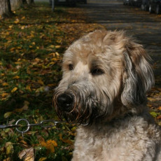 2008 10 18 Teamtest klein 0007 0