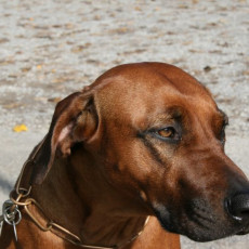 2008 10 18 Teamtest klein 0015