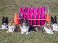 shelties1 2 1200